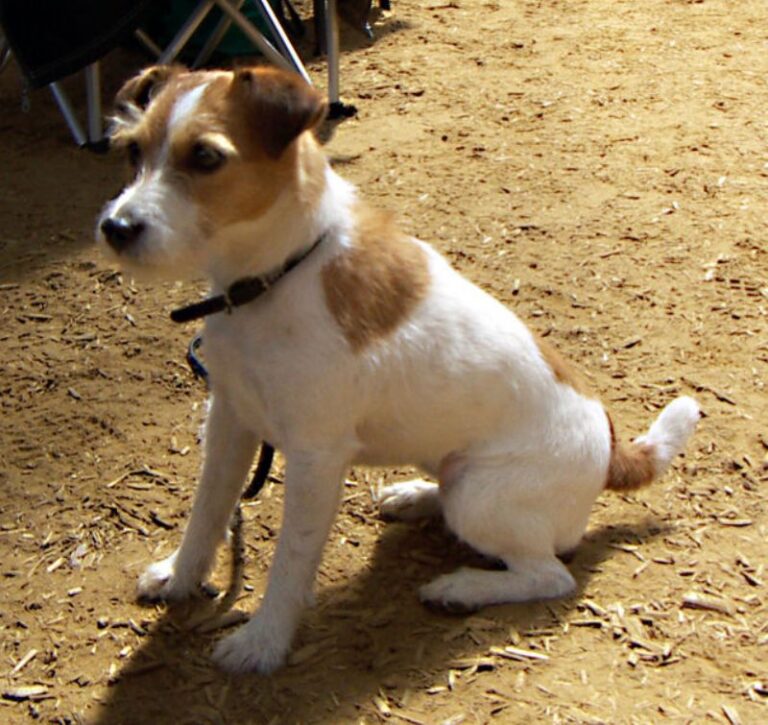 Jack Russell Terrier