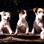 Jack Russell Terrier