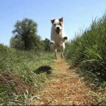 Jack Russell Terrier