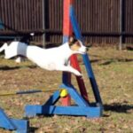 Jack Russell Terrier