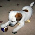 Jack Russell Terrier