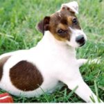 Jack Russell Terrier