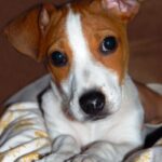 Jack Russell Terrier