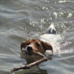 Jack Russell Terrier