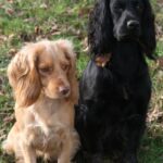Jakt cocker spaniel