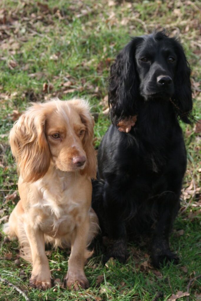 Jakt cocker spaniel