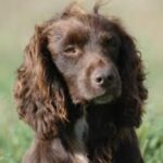 Jakt cocker spaniel