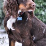 Jakt cocker spaniel