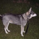 Jämthund