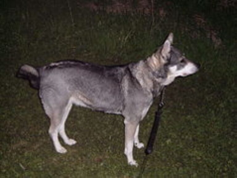 Jämthund