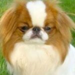 Japanese Chin