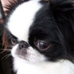 Japanese Chin