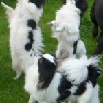 Japanese Chin