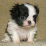 Japanese Chin