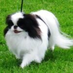 Japanese Chin