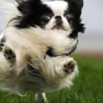 Japanese Chin