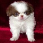 Japanese Chin