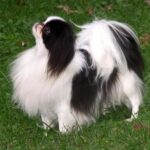 Japanese Chin