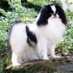 Japanese Chin