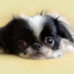 Japanese Chin