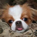 Japanese Chin