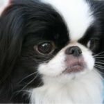 Japanese Chin