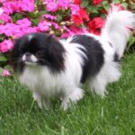 Japanese Chin