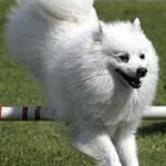 Japansk Spisshund