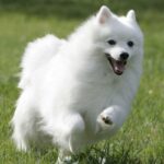 Japansk Spisshund