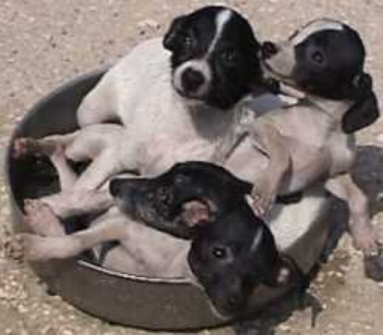 Japansk Terrier