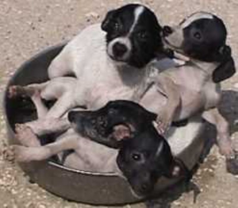 Japansk Terrier