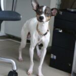 Japansk Terrier