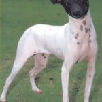 Japansk Terrier