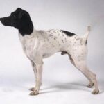 Japansk Terrier