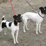 Japansk Terrier