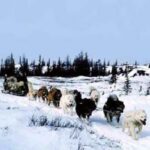 Kanadisk Eskimohund