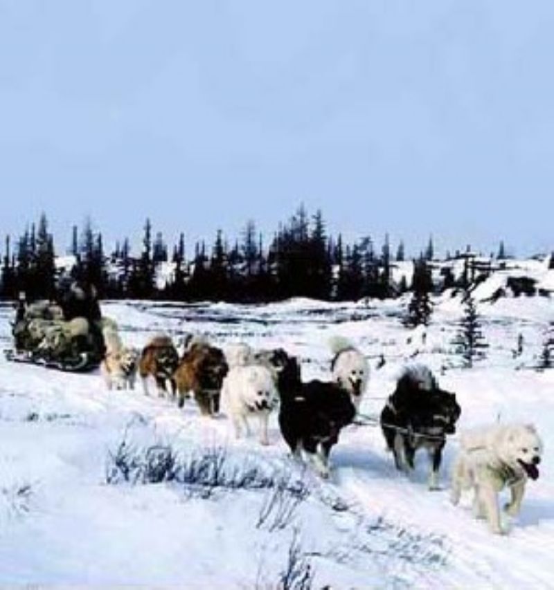 Kanadisk Eskimohund