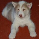 Kanadisk Eskimohund