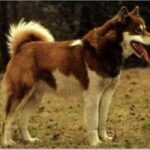 Kanadisk Eskimohund