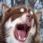 Kanadisk Eskimohund