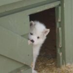 Kanadisk Eskimohund