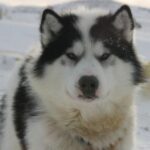 Kanadisk Eskimohund