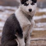 Kanadisk Eskimohund