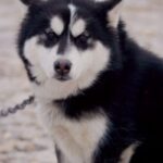 Kanadisk Eskimohund