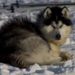 Kanadisk Eskimohund