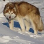 Kanadisk Eskimohund