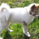 Kanadisk Eskimohund