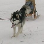 Kanadisk Eskimohund