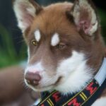 Kanadisk Eskimohund