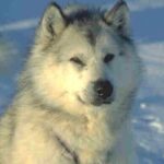 Kanadisk Eskimohund